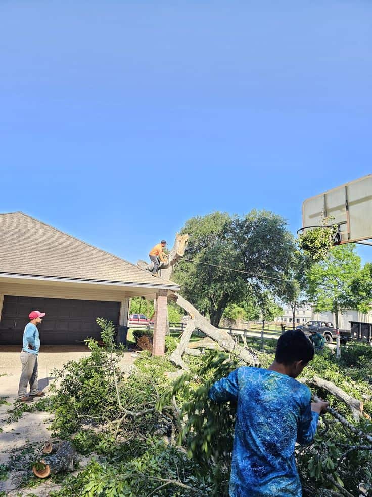 Mike the Tree Guy — founder and certified ISA arborist