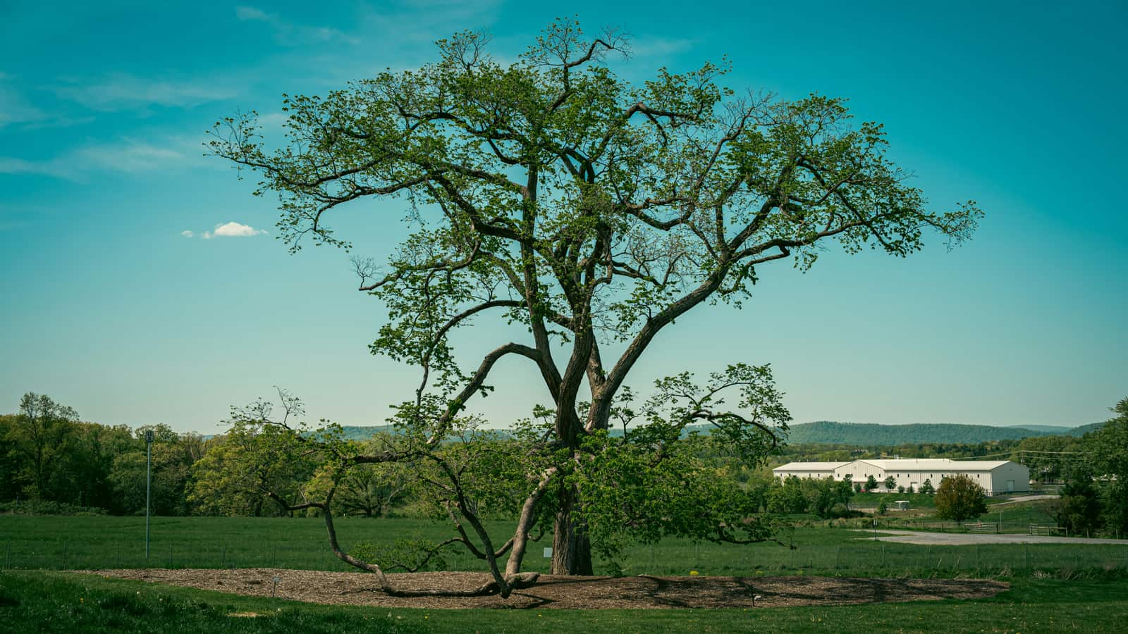 Tree fertilization program by Mike the Tree Guy