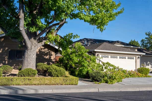 24/7 storm damage response by Mike the Tree Guy