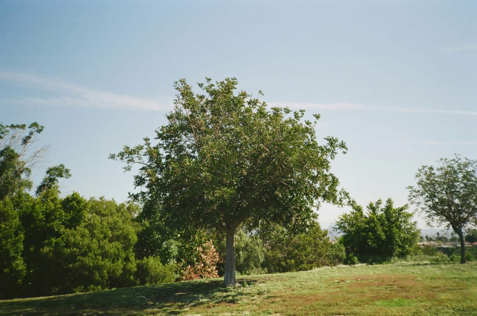 Stump grinding and removal by Mike the Tree Guy