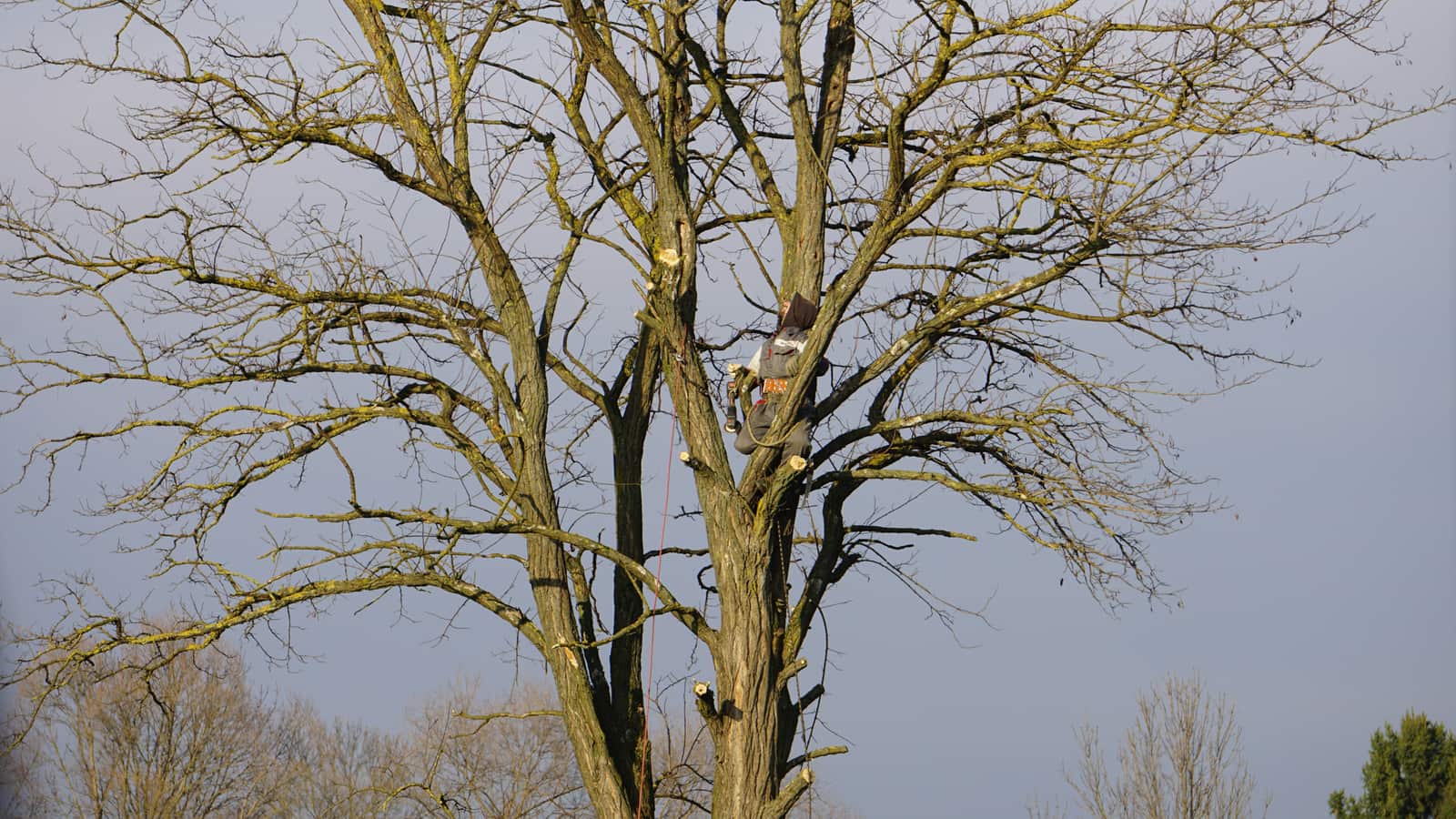 Certified arborist tree pruning by Mike the Tree Guy