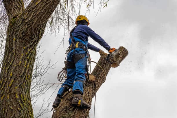 Hazardous tree removal by Mike the Tree Guy